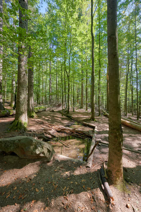 Gemeinde Spiegelau Landkreis Freyung-Grafenau Waldspielplatz (Dirschl Johann) Deutschland FRG